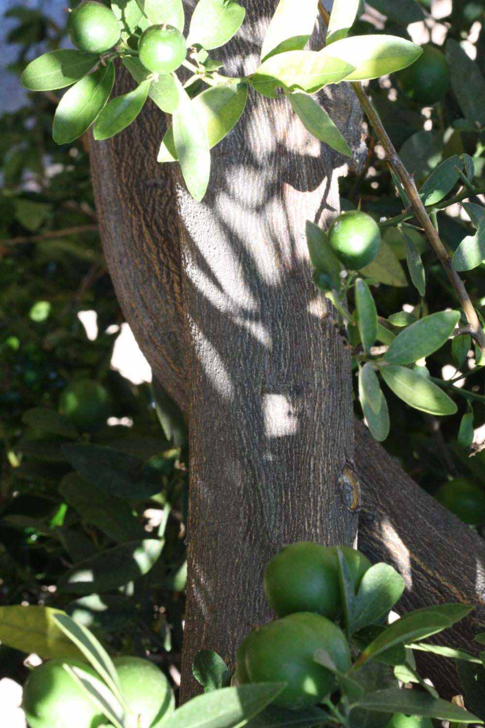            Bark (Riverside, CA)   